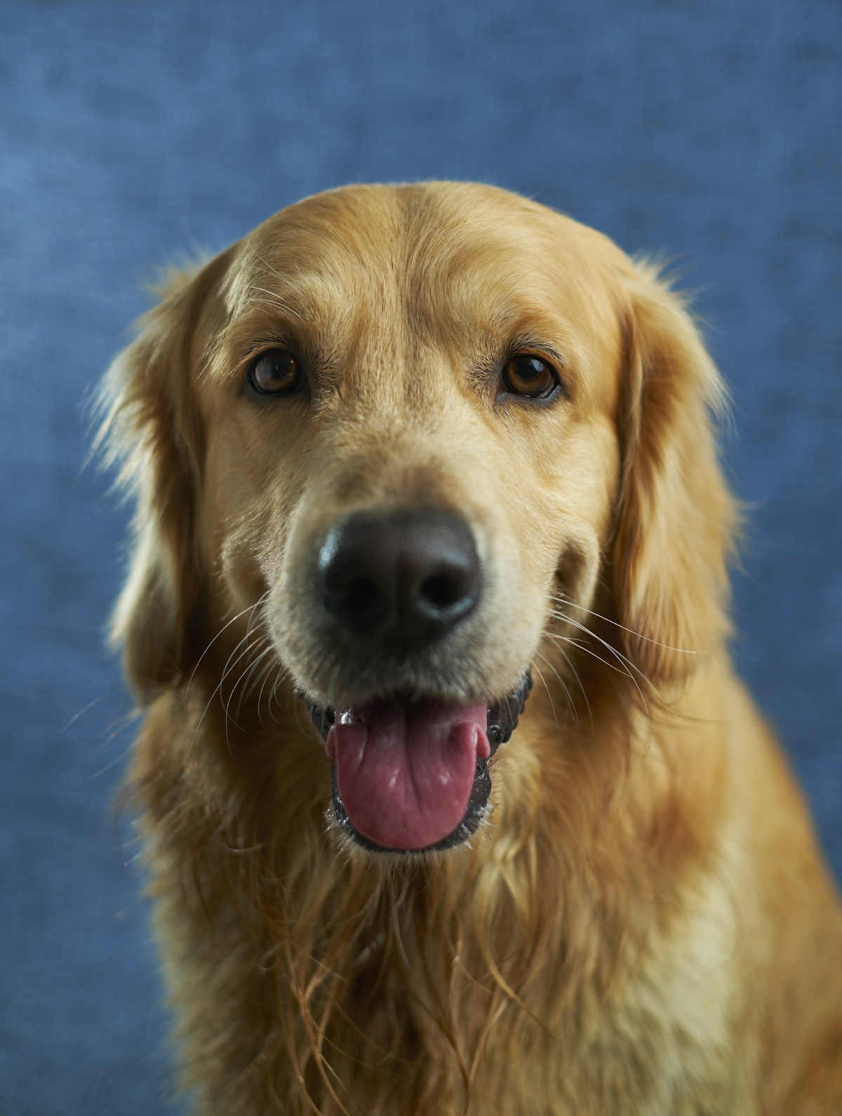 Classic tan and black dog collar