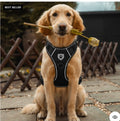 Black soft mesh everyday dog harness on a golden retriever